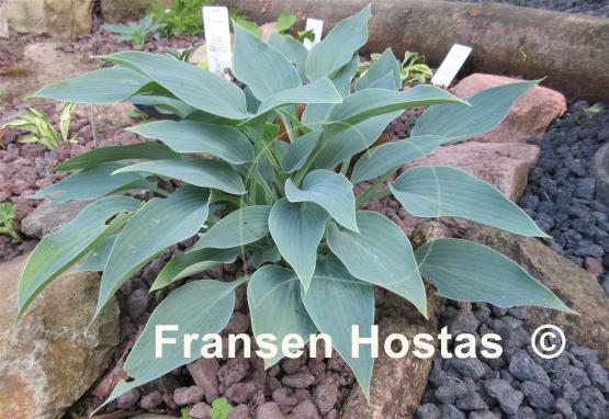 Hosta Blue Blush